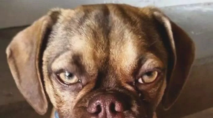 Những chú chó có khuôn mặt sầu đời