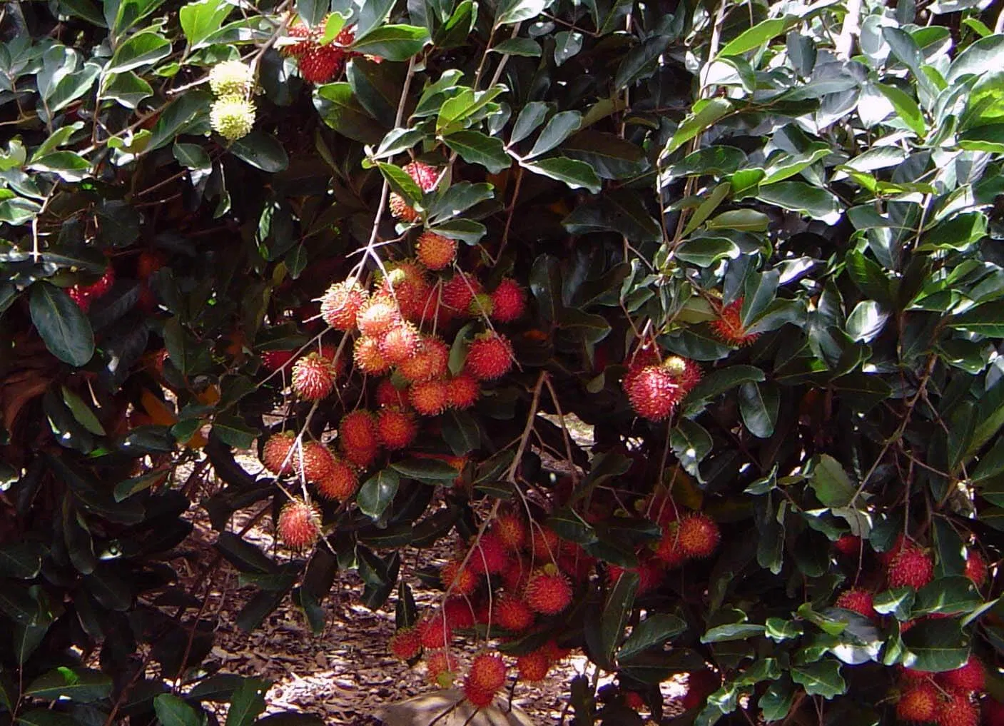 Mùa này, chôm chôm là thứ quả chín khó bỏ qua. (ảnh: internet)