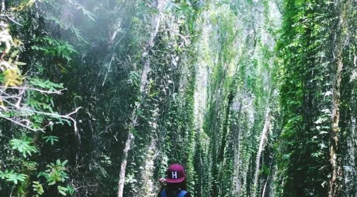 Tranh thủ chụp hình cực "chất"