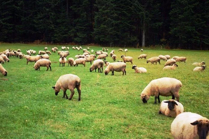 Cánh đồng cừu đang trở thành một địa chỉ du lịch, chụp ảnh “sốt xình xịch” của giới trẻ. (ảnh: internet)