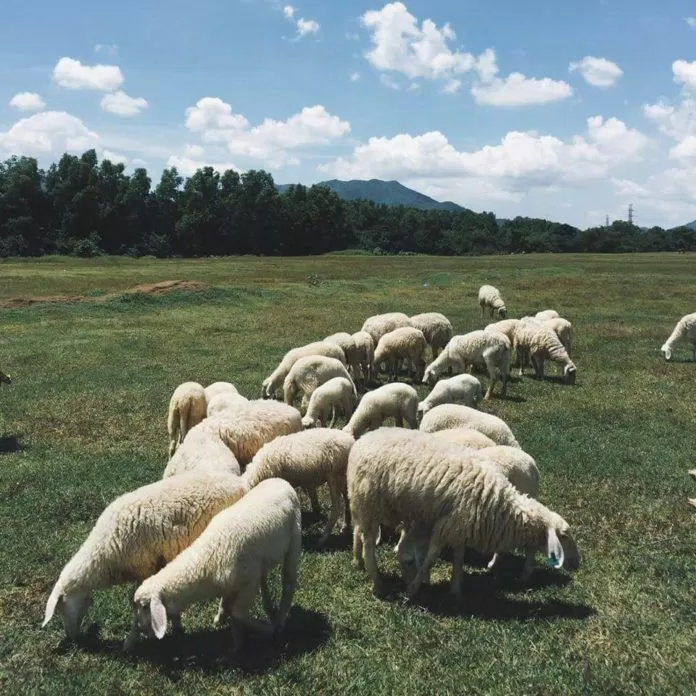 Nhìn mấy em cừu dễ thương vô cùng! (ảnh: internet)