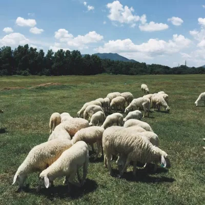 Nhìn mấy em cừu dễ thương vô cùng! (ảnh: internet)