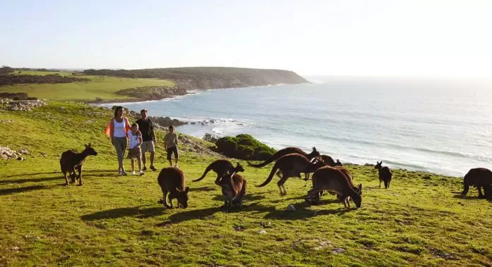 đảo kangaroo