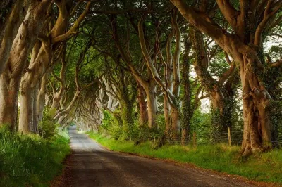 Hàng cây Dark Hedges phim Game of Thrones