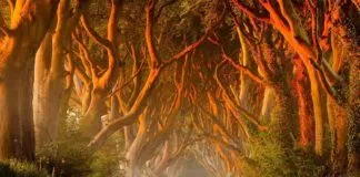 Hàng cây Dark Hedges trong Game of Thrones