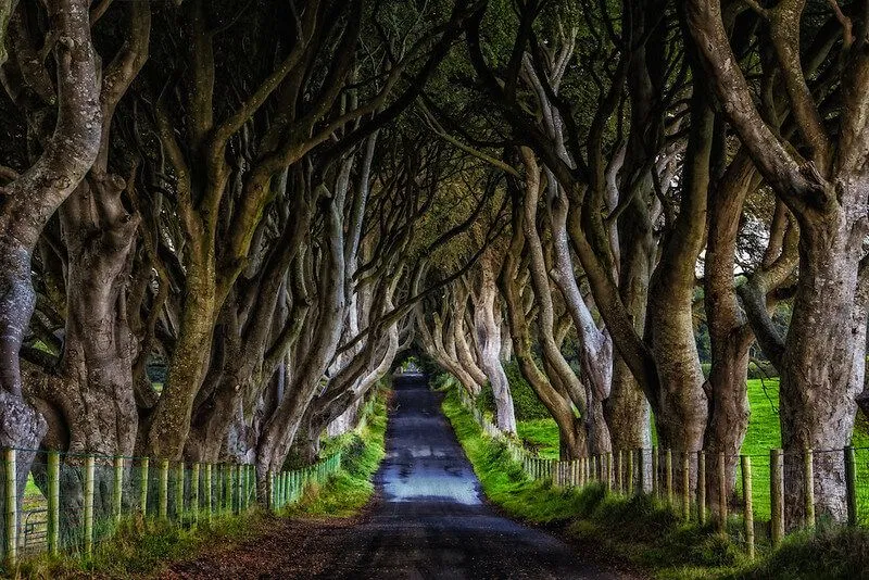 Hàng cây Dark Hedges phim Game of Thrones