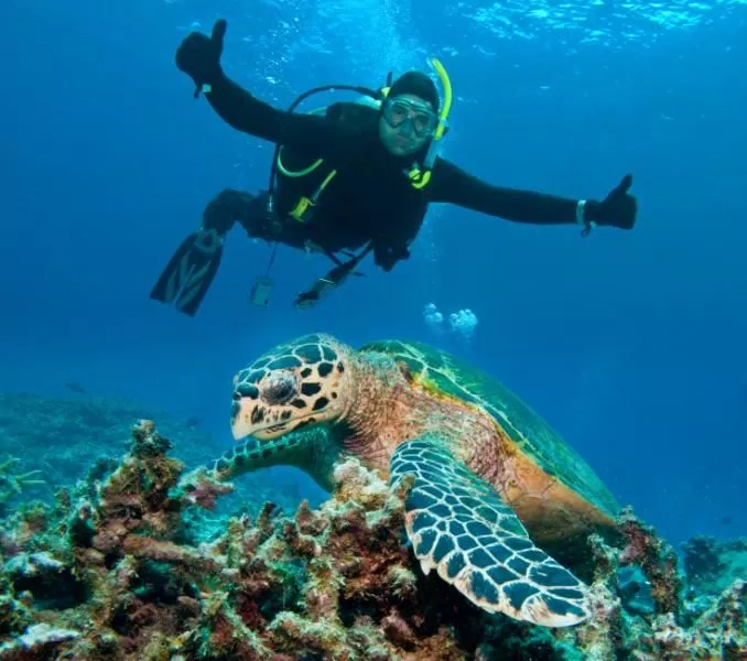 Diving on the great barrie