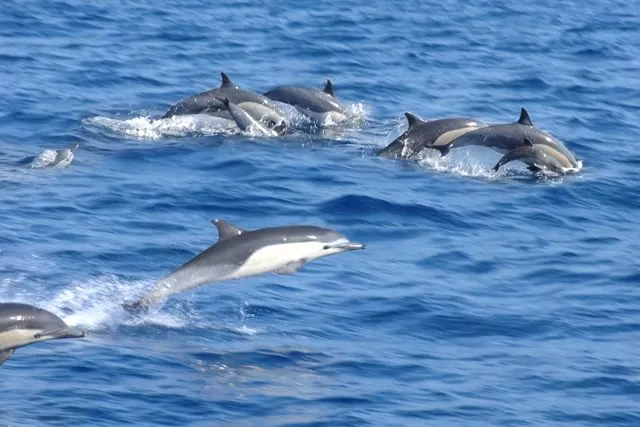 dolphin in philipines