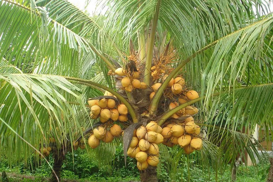 Dừa đúng chất "Quả dừa - đàn lợn con nằm trên cao". (ảnh: internet)