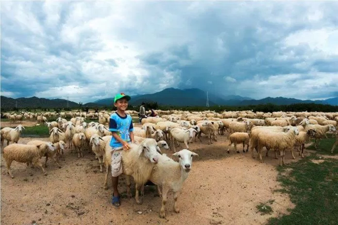 Một em nhỏ tinh nghịch với đàn cừu (ảnh: internet)