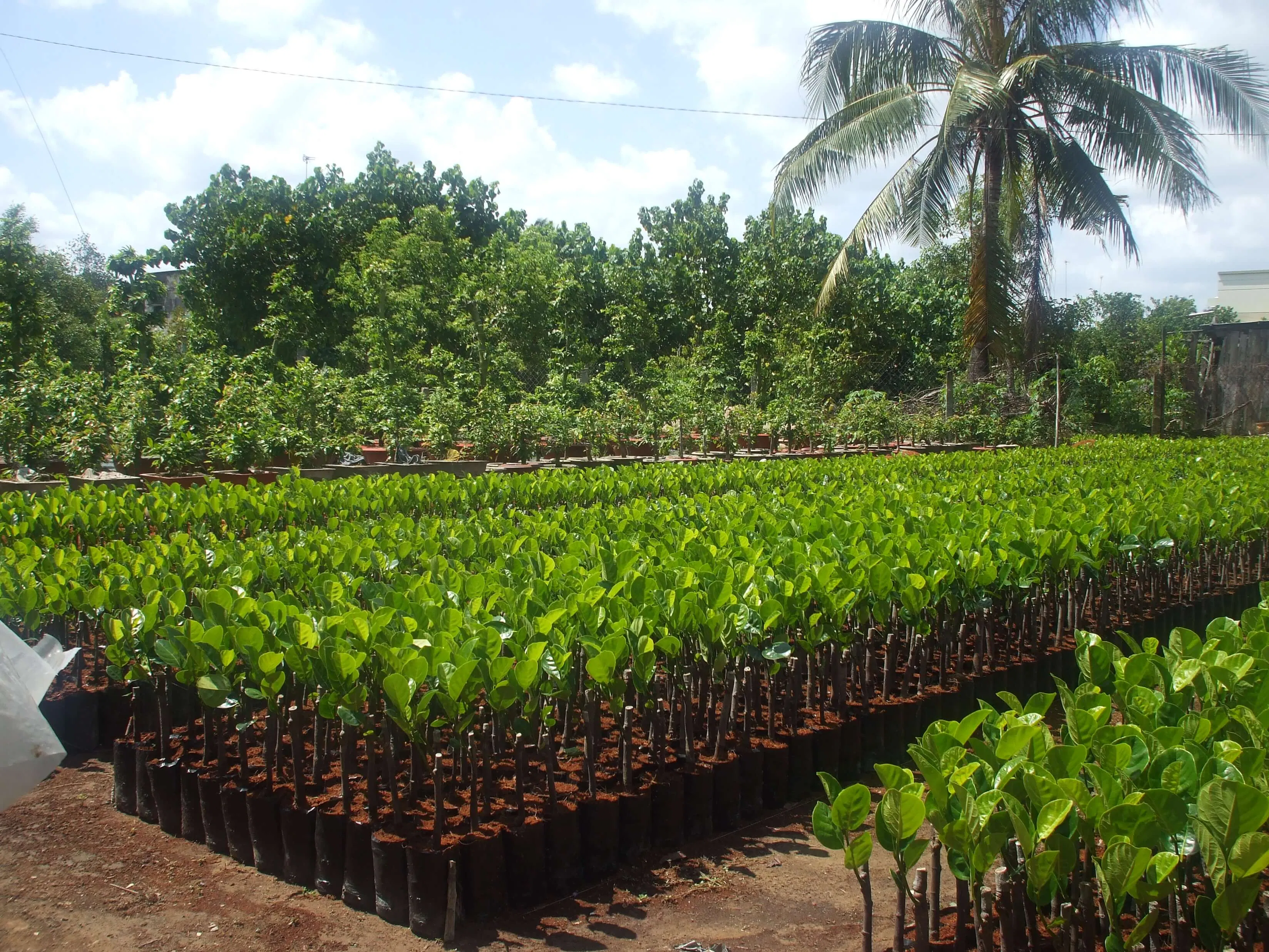 Hằng năm, Vườn cây Cái Mơn cung cấp giống cây cho rất nhiều nơi. (ảnh: internet)