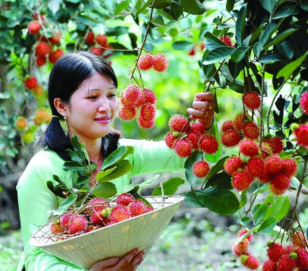 Tự tay chọn một loại quả mình thích nhất, hái xuống và thưởng thức ngay nào. (ảnh: internet)