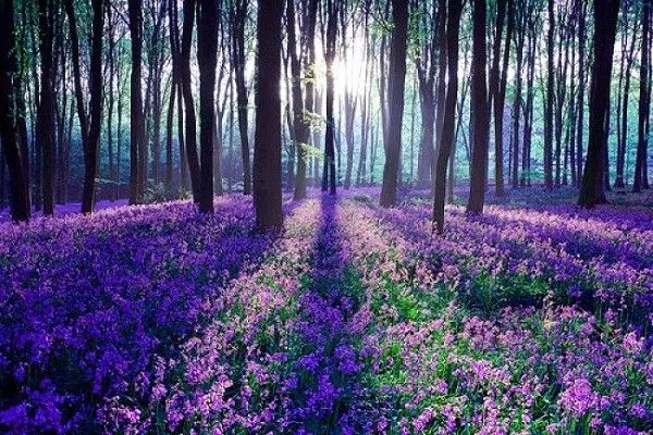 xứ Wales