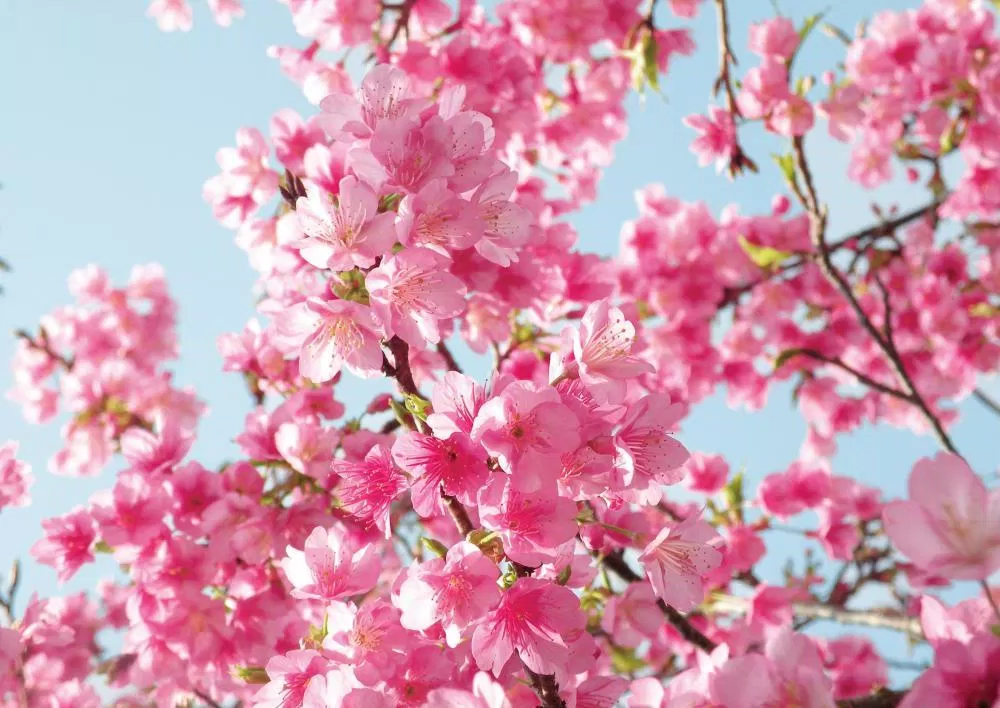 Mùa hoa rực rỡ ở Úc