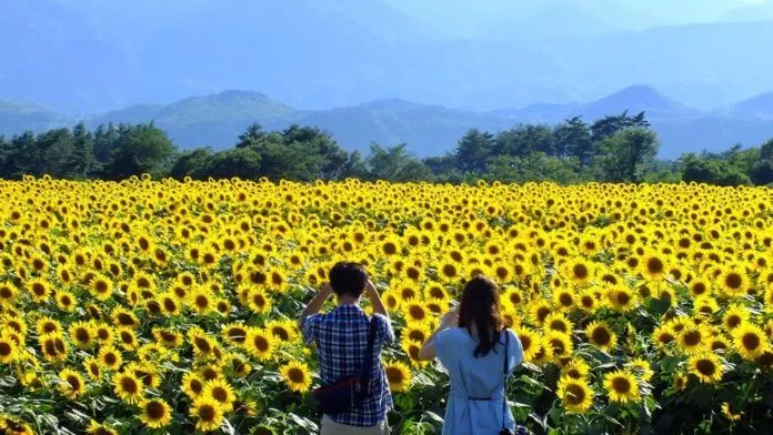 Cánh đồng hoa ở Nhật Bản 