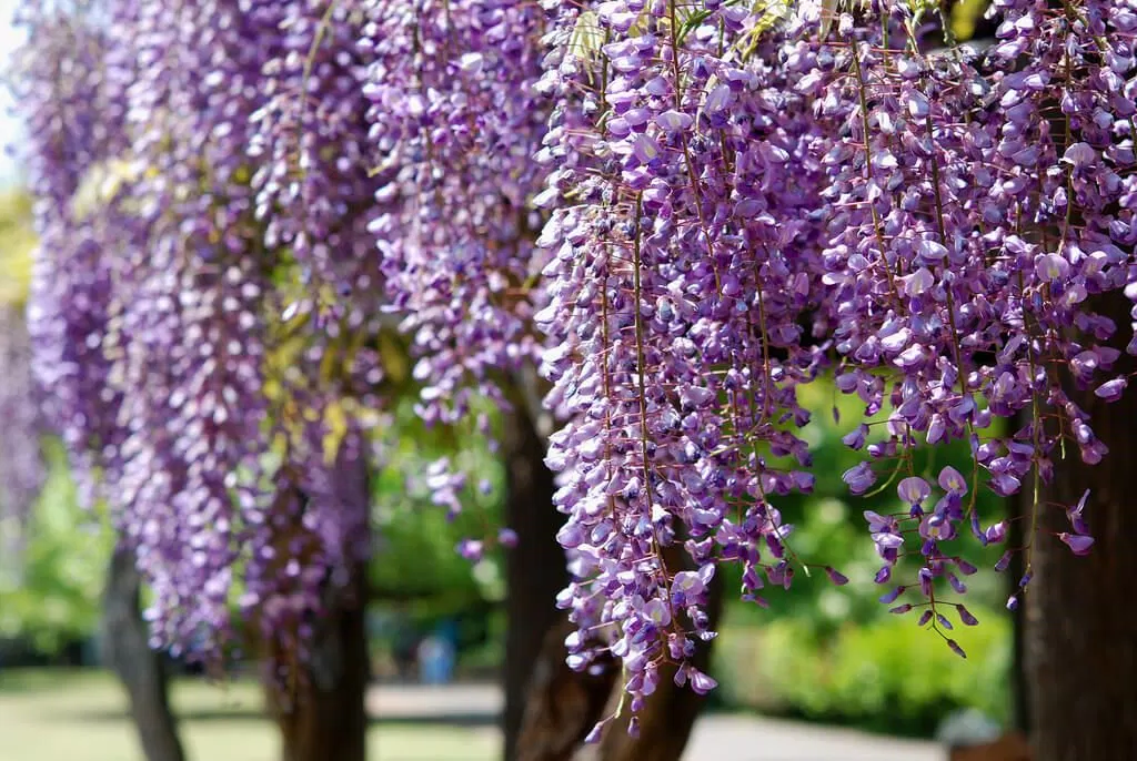 Mùa hoa rực rỡ ở Úc