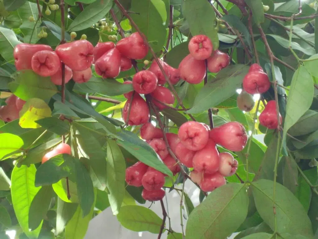 Mận chín đỏ (ảnh: internet)