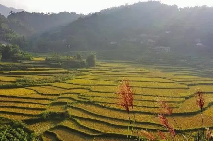 "Mùa vàng" ở Pù Luông (Ảnh internet)