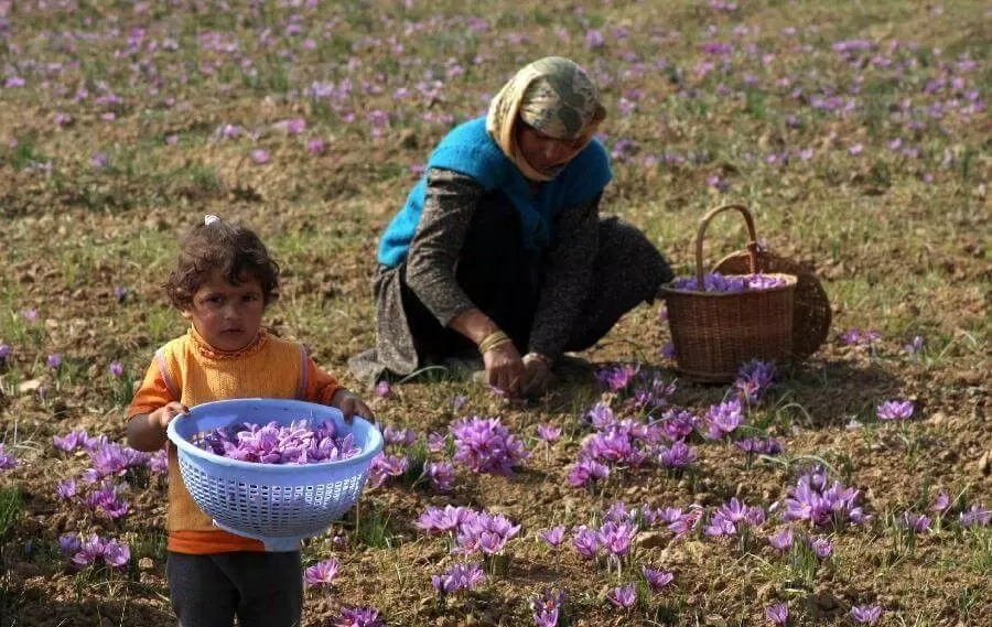 nghệ tây