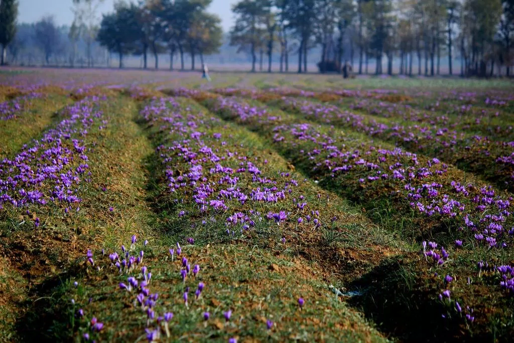 nghệ tây