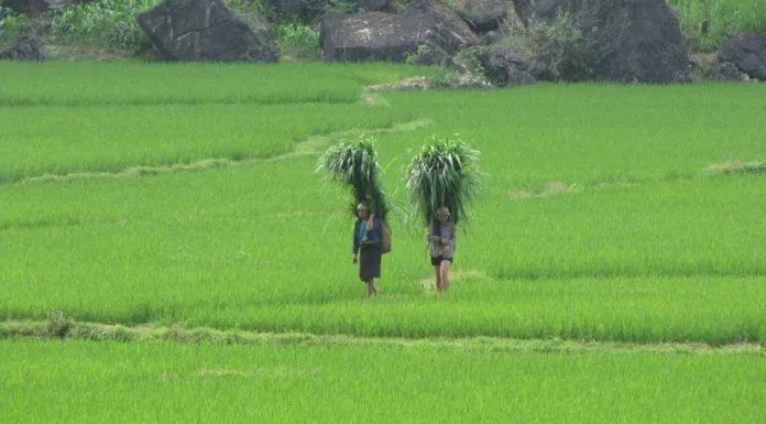 Ảnh internet