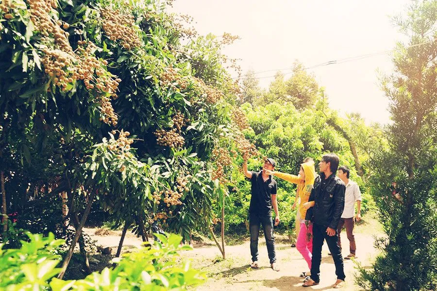 Nhãn chín (ảnh: internet)