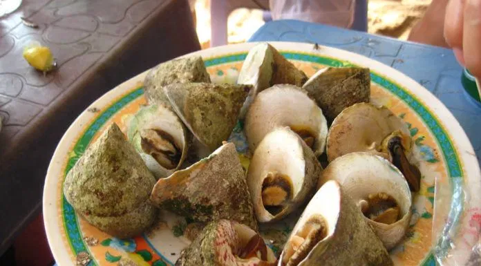 Thưởng thức Ốc vú nàng tại Cù Lao Chàm