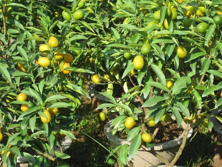 Quất không chỉ ăn mà người dân ở đây còn dùng làm kiểng nữa. (ảnh: internet)