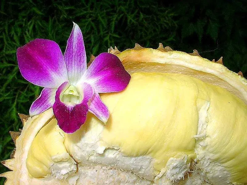 Ngon quá đi thôi! (ảnh: internet)