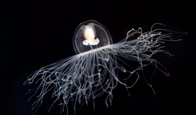 Những loài động vật có khả năng kỳ lạ