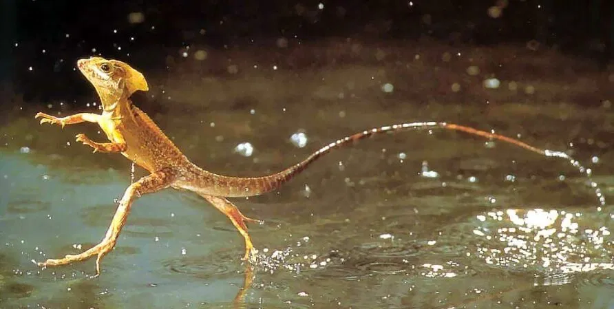 Những loài động vật có khả năng kỳ lạ