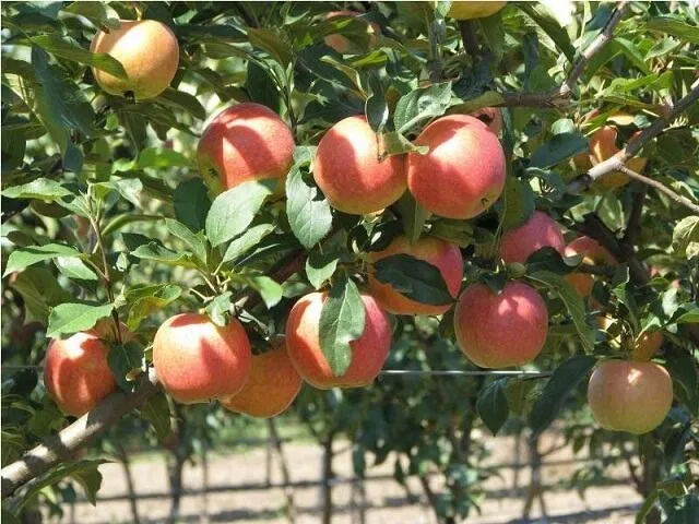 Quả chín mọng (ảnh: internet)