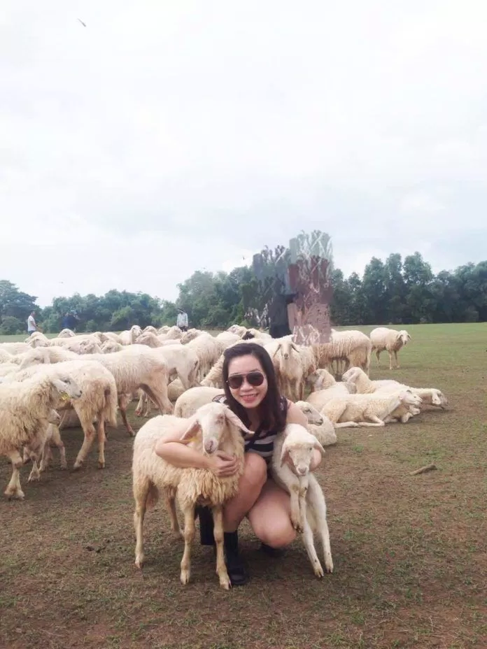 Em cừu nào cũng đáng yêu khiến các bạn trẻ chỉ muốn ôm hết vào lòng, chụp những bức ảnh chất nhất. (ảnh: Đỗ Khánh Ngọc)