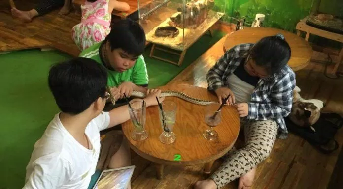 Top 5 quán cafe cùng thú cưng hấp dẫn teen Sài Thành