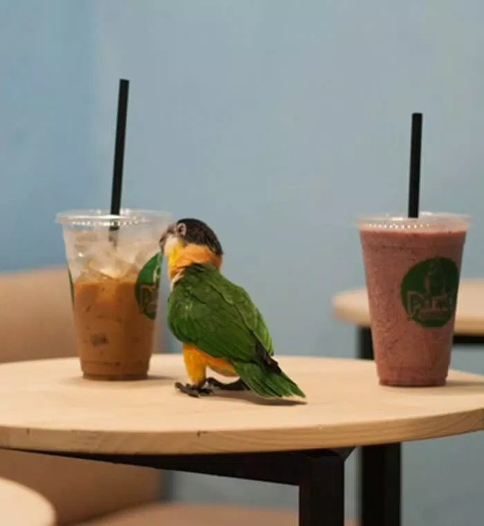 Top 5 quán cafe cùng thú cưng hấp dẫn teen Sài Thành