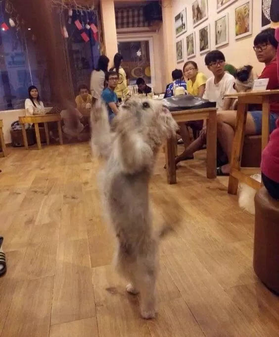 Top 5 quán cafe cùng thú cưng hấp dẫn teen Sài Thành