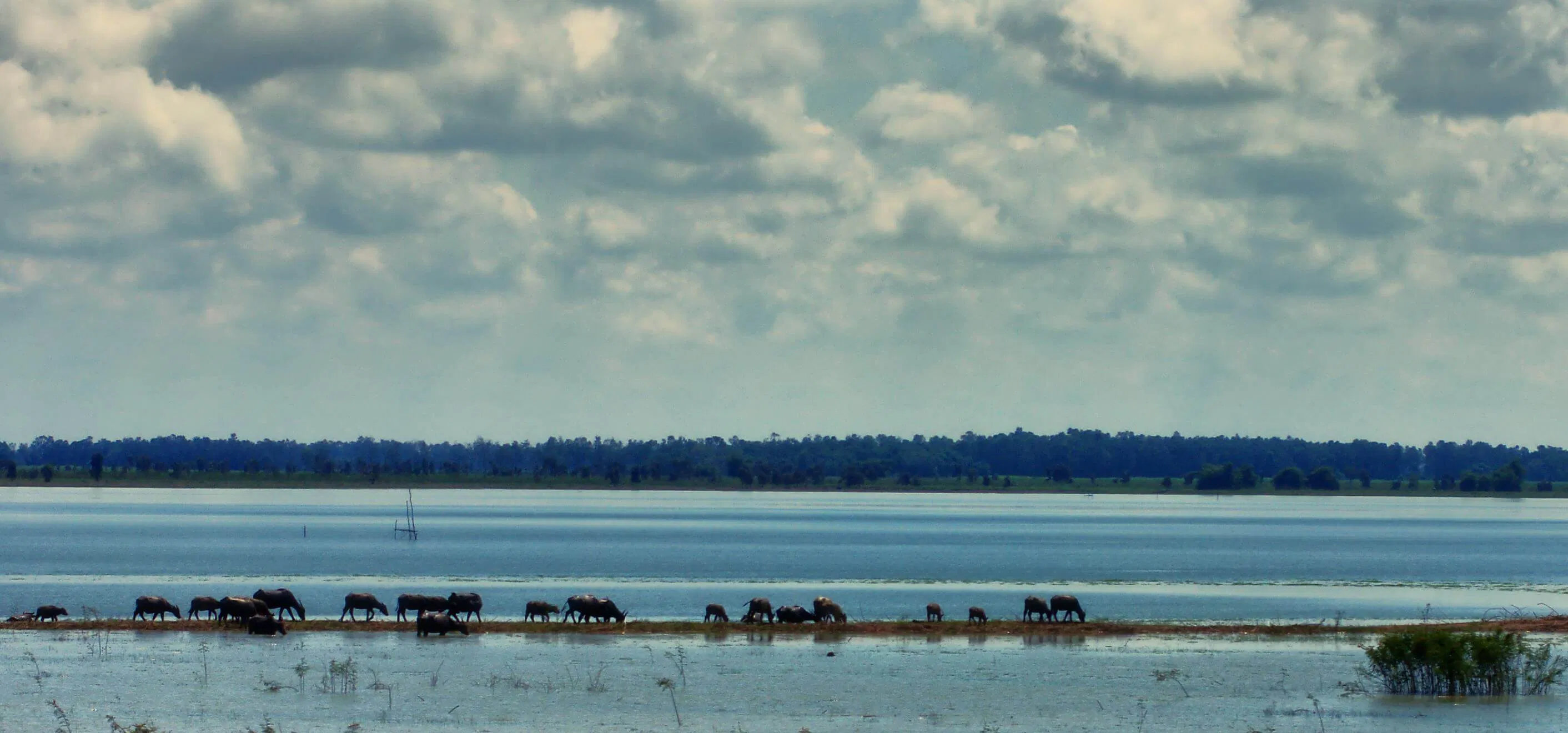 Đàn trâu thong dong bên hồ (ảnh: internet)Đàn trâu thong dong bên hồ (ảnh: internet)