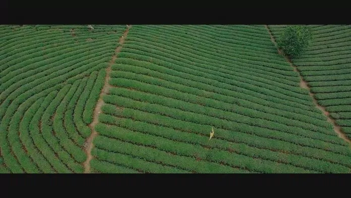 Việt Nam, đi, hôn và yêu