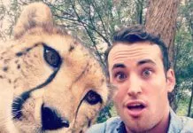 Selfie with Cheetah