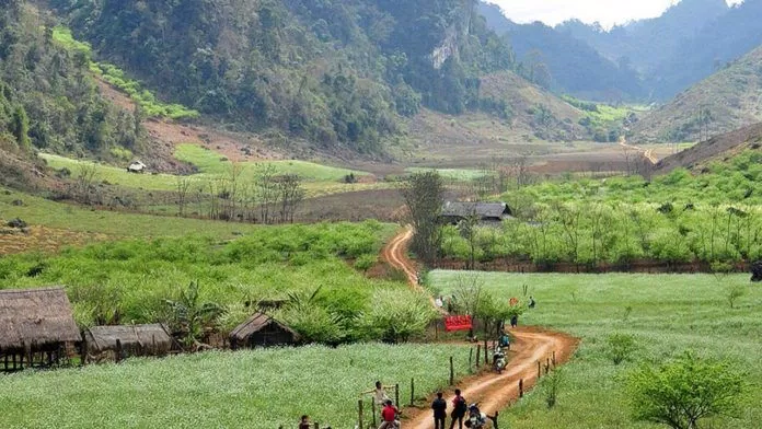 Rừng thông bản Áng