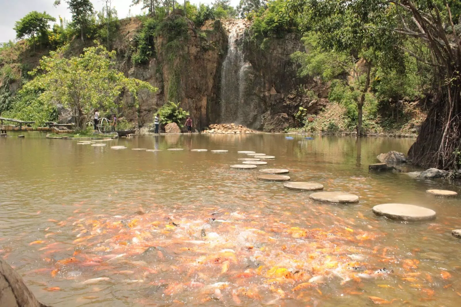 Cá dưới hồ