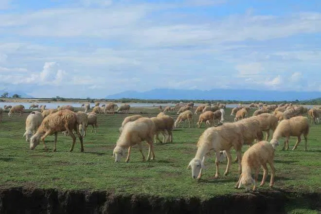 Cánh đồng cừu An Hòa
