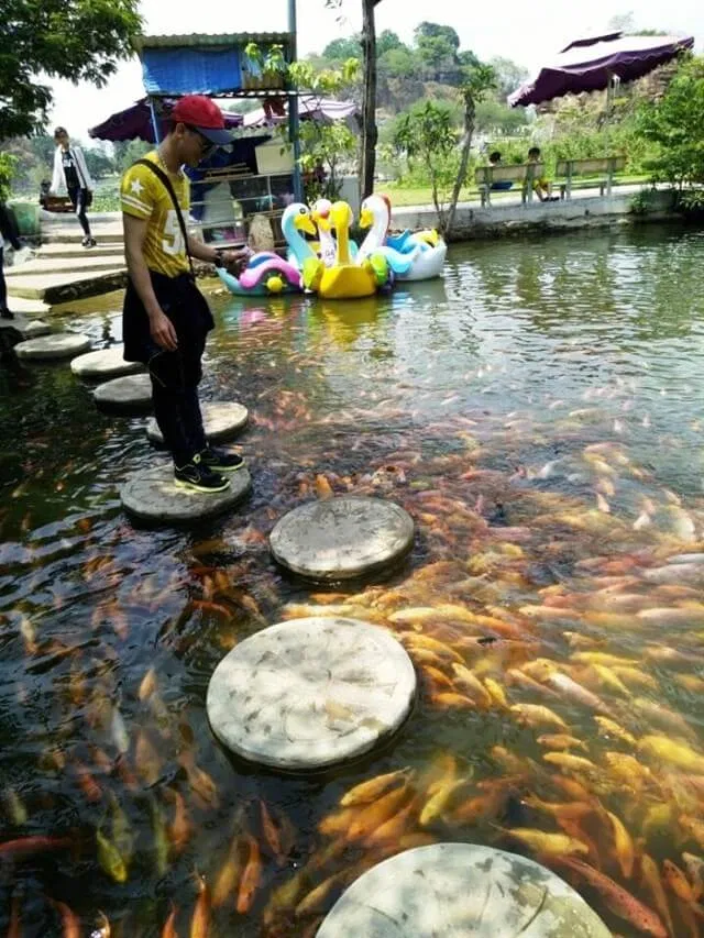Cho cá ăn