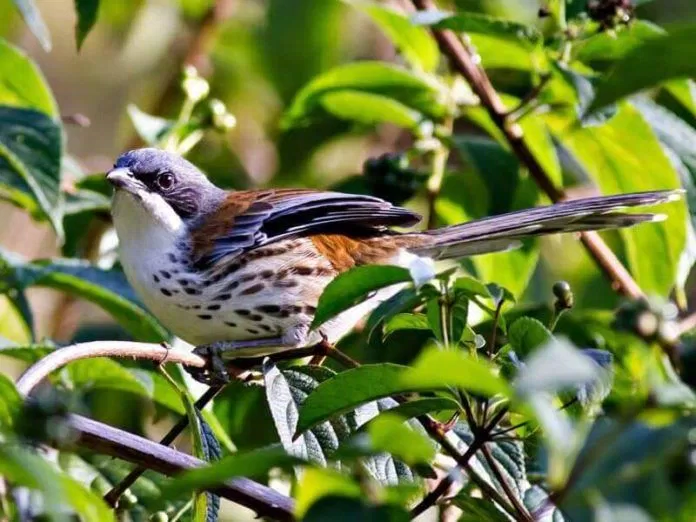 Cánh chim lạc loài (ảnh: internet)