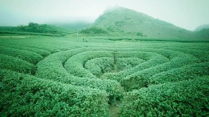 (Nguồn: Internet)