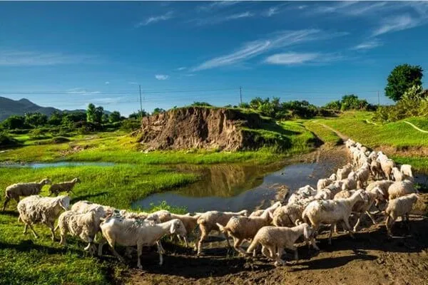 Cánh đồng cừu An Hòa