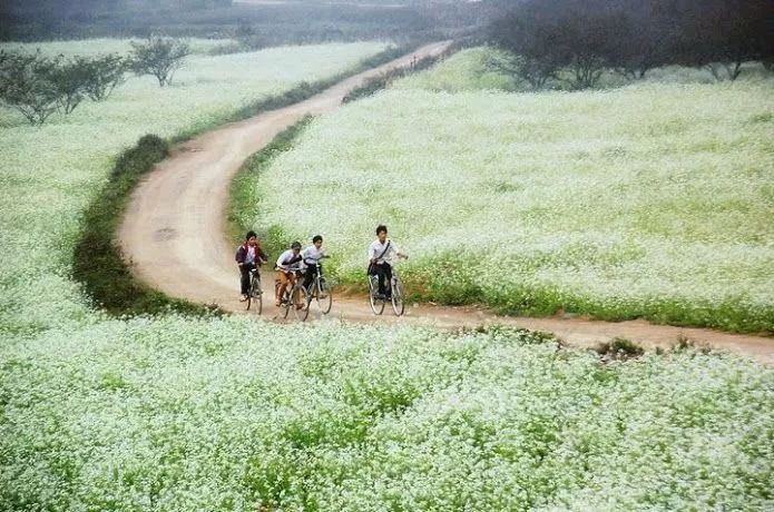Hoa cải trắng Mộc Châu