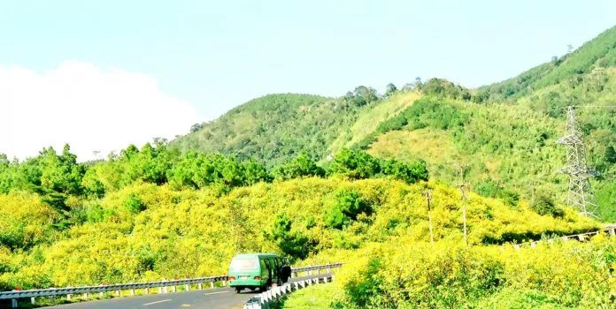 Hoa Dã Quỳ