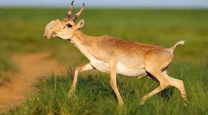Linh dương Saiga