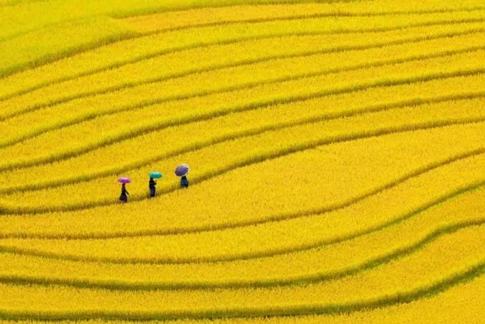 Tú Lệ